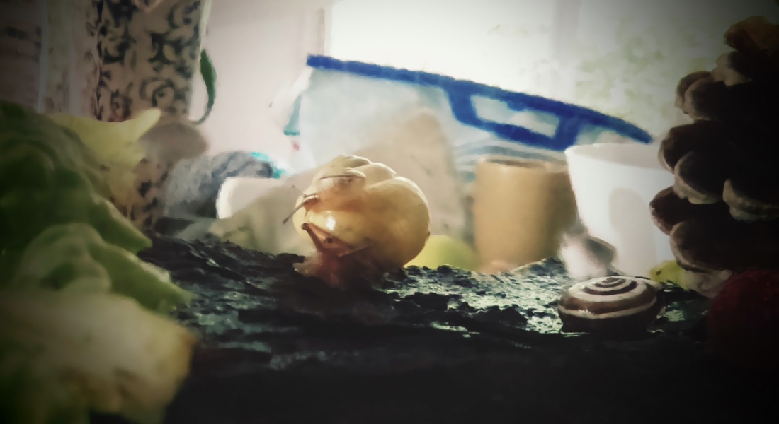 http://c-elle.weebly.com/tas---vue/diy-notre-terrarium-a-escargots